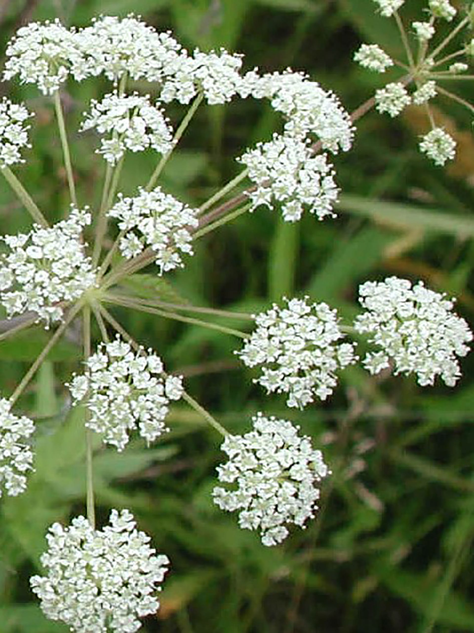 Close up of Queen Anne's Lace, formally known as Daucus carota