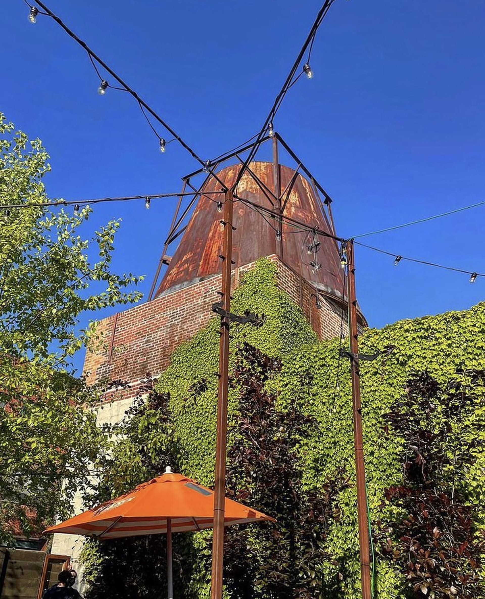 Exterior wall adjacent to a courtyard at Parklife. The wall is covered in ivy and plants, and an orange umbrella can be seen at the bottom of the image.